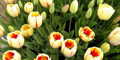 Výsadba tulipánů na podzim 2022